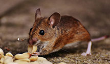 24 Hour & Emergency Exterminators in Prairie Home, MO